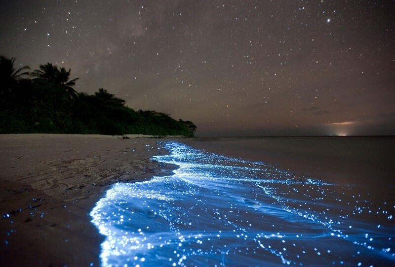 Maldive Maldive