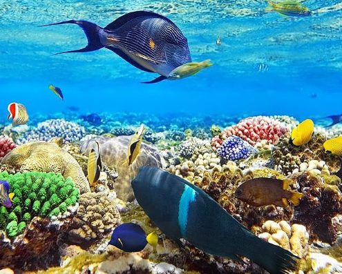 Egypt diving